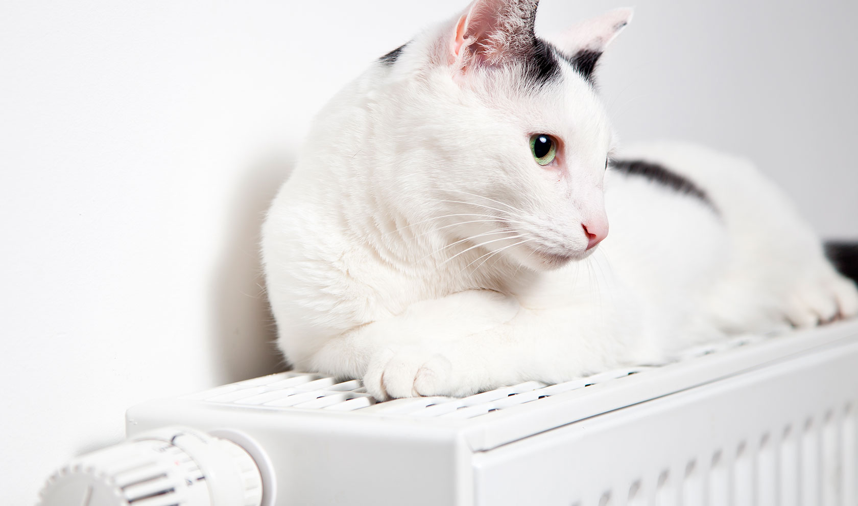 Heizung Wärmetechnik Frankonia-Hydraulik, weiße Katze auf Heizkörper
